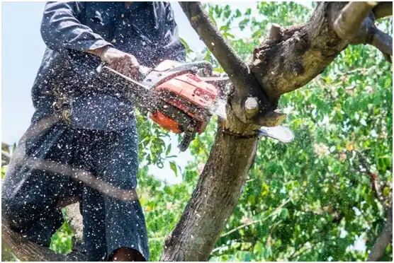 tree services Yardley